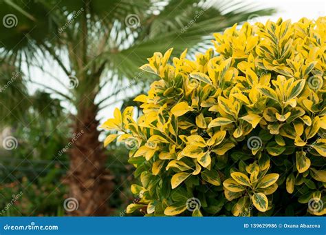 Plant Ligustrum Ovalifolium Aureum Stock Photo Image Of Beautiful