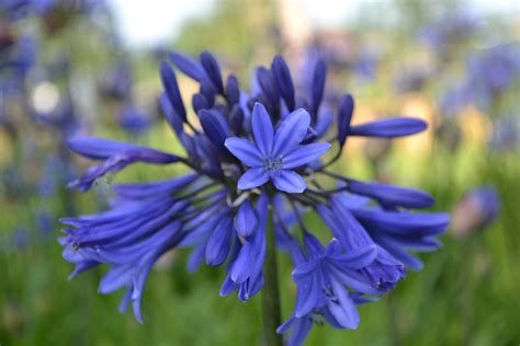 Over 40 varieties of agapanthus plants grown and supplied by. Agapanthus 'Midnight Blue' (à feuillage caduque ...