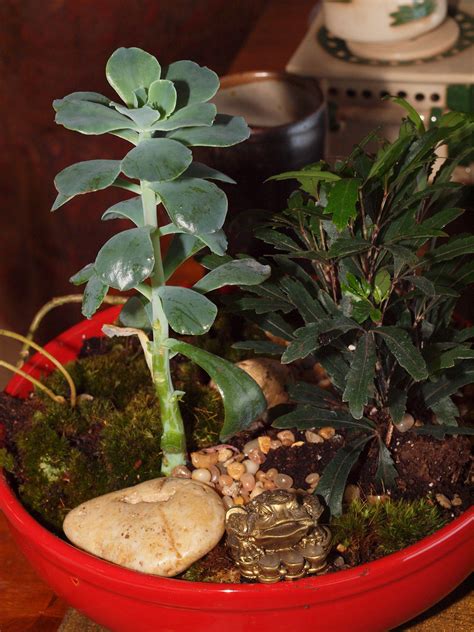 Once all plants are in place, add more mix to fill the container. Zen Dish Garden | Dish garden, Cactus garden, Garden