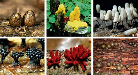 Slime Molds Ancient Alien And Sophisticated The New York Times