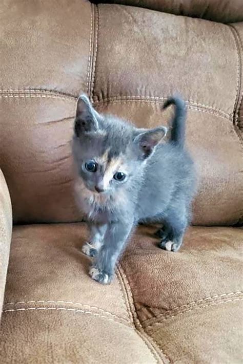 Quick action and personal involvement in the recovery process are key components of recovering your lost pet. Want to adopt a pet? Here are 6 cuddly kittens to adopt ...