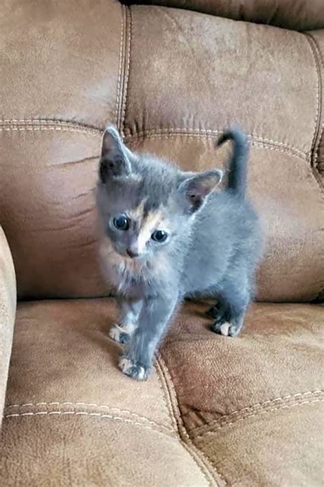 She loves to play with her siblings. Want to adopt a pet? Here are 6 cuddly kittens to adopt ...