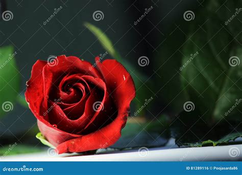 Red Rose Romance Love Green Leafs Flower Blossoms Table Top Photography
