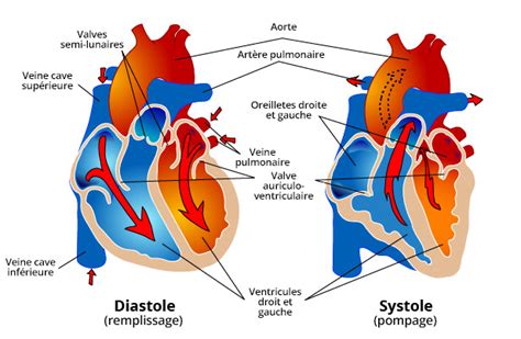 Cœur En Bonne Santé Fréquence Cardiaque Et Style De Vie Cardiosecur