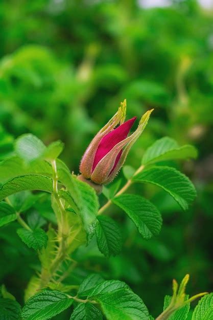 Premium Photo Pink Rosebud Flower Bud On A Branch
