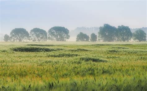 Ein bett im kornfeld mach ich mir. Ein Bett im Kornfeld Foto & Bild | landschaft, spezial ...