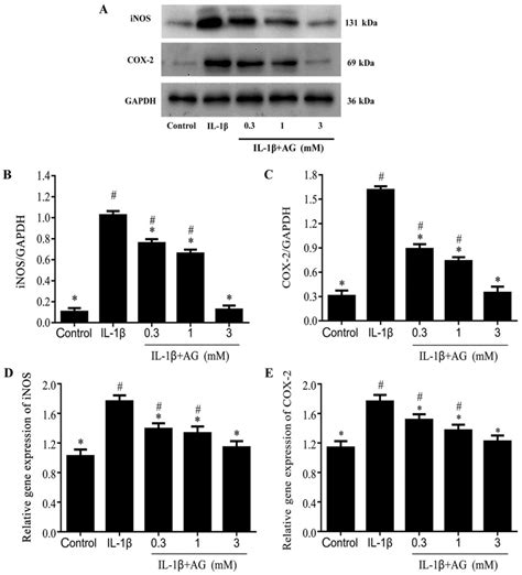 Aminoguanidine Inhibits Il Induced Protein Expression Of Inos And Cox By Blocking The Nf B