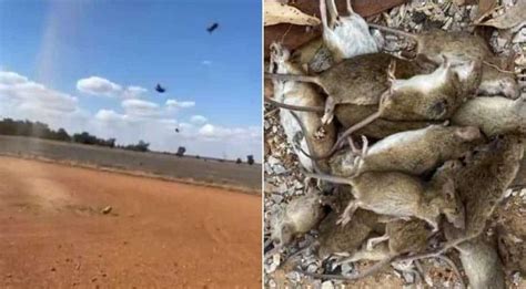 Watch Australia Faces Worst Mouse Plague — Rats Raining From The Sky