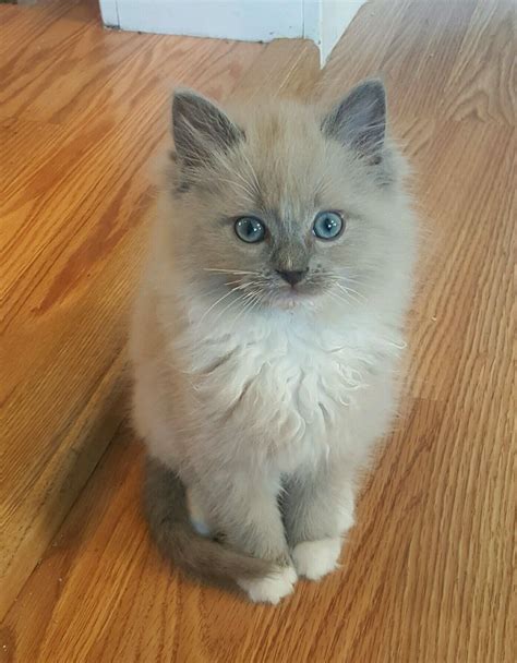 Blue Point Mink Mitted Ragdoll Kitten Suki Cute Cats Baby Cats