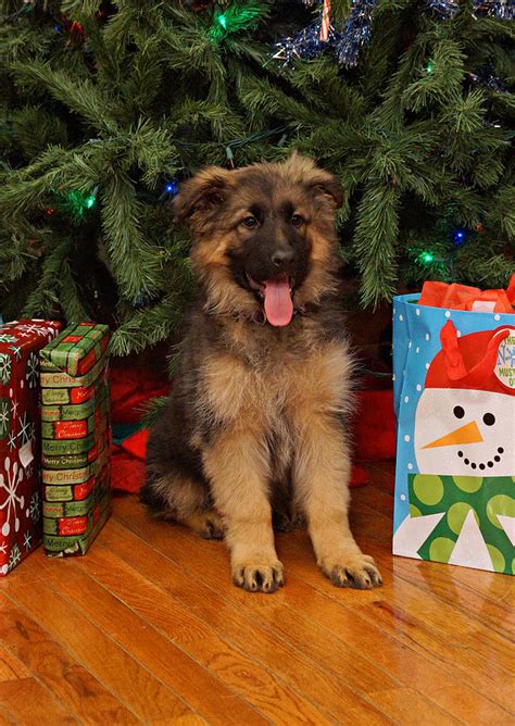 German Shepherd Puppy Card Photograph By Sandy Keeton Fine Art America