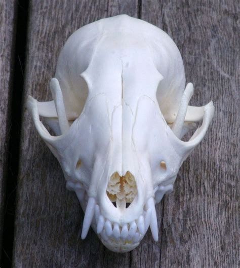 Fox Skull Grey Fox Skull