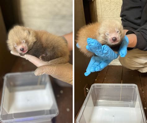 Bpzoo Welcomes Two Endangered Red Panda Cubs The Buttonwood Park Zoo