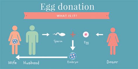 Analyzing the average cost of donor egg. Egg Donation in Cyprus | Dunya IVF Fertility Clinic