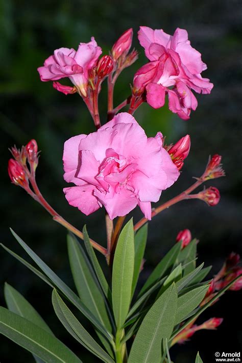 Oleander Oleander Poisonous Plants Youtube I Have Touched The