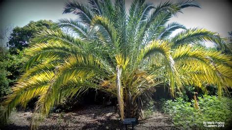 Siempre disfrutando de las tarifas más económicas para tu viaje a canarias. Meu Cantinho Verde: TAMAREIRA-DAS- CANÁRIAS - ( Phoenix ...