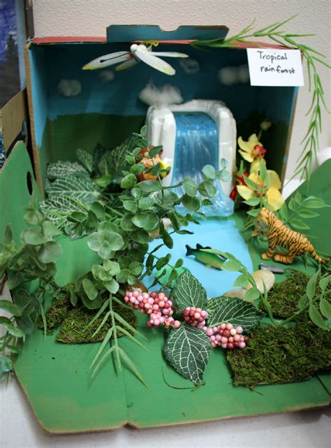 This Is A Fourth Grade Biome Project Representing The Tropical