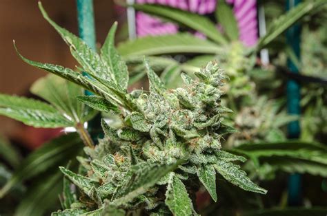 Scopri ricette, idee per la casa, consigli di stile e altre idee da provare. weed, Drugs, Marijuana, 420, Nature, Psychedelic, Plant ...