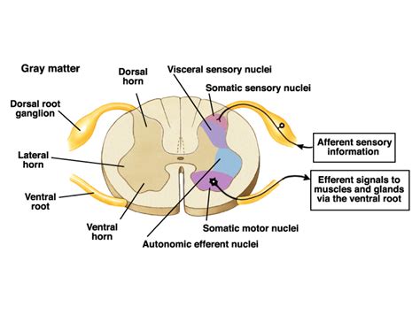 Both types of bone marrow are enriched with blood vessels and capillaries.2. Nervous and Sensory Systems - Biology 212 with Vleck at ...