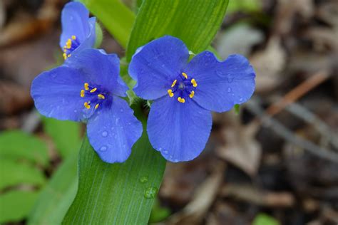 Virginia Spiderwort Mccormicks Creek State Park Indiana Jdf92