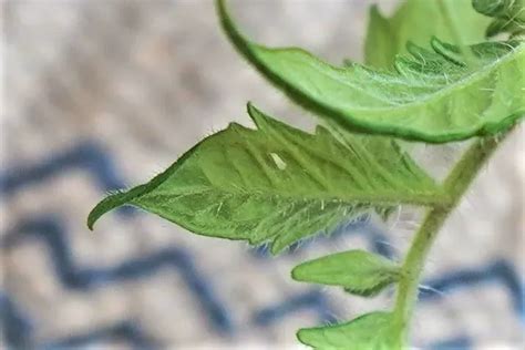 Tomato Leaves Curling Up 9 Reasons And How To Fix It Fast Backyard