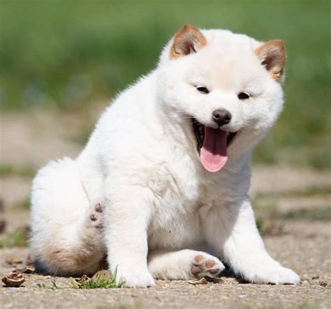 Shiba Inu Dog Price How Much Does A Shiba Puppy Cost K9 Web