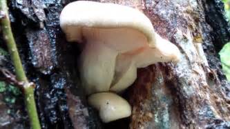 Elm Oyster Wild Mushroom Youtube