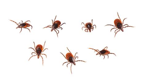 Ticks Stock Photos Royalty Free Ticks Images Depositphotos