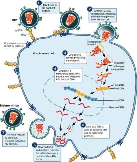 Prevention And Treatment Of Viral Infections Openstax Biology 2e