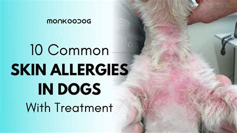 Skin Infection In Dogs An Important Yet Neglected Condition