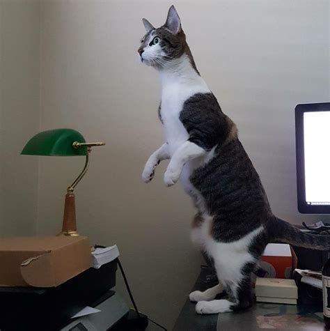 10 Cute And Funny Photos With Cats Standing Up Viral Cats Blog