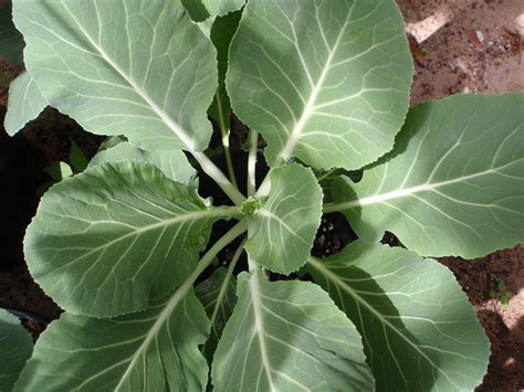 Botanically, the greens named as brassica. Kale: Tips And Tricks For Growing Your Own | 1 Million Women