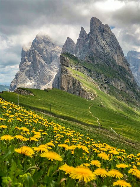 Sunflower Flowers Across Green Hills Under White Clouds Photo Free