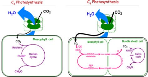 A Schematic Diagram Of C3 And C4 Photosynthesis Open I