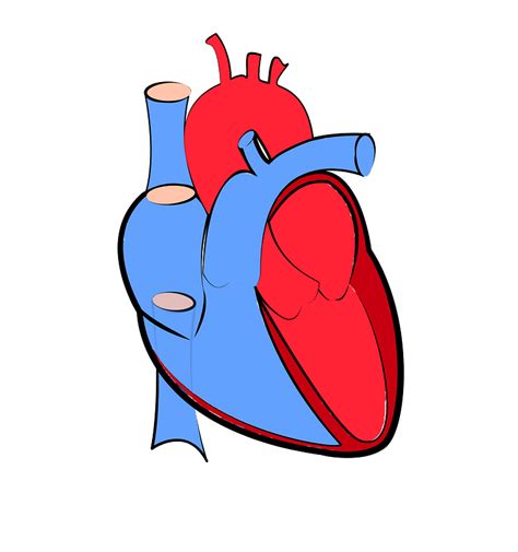 Human Heart Clip Art Png