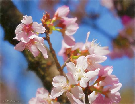 Cherry Blossom Pastels Photograph By Kathi Isserman Fine Art America
