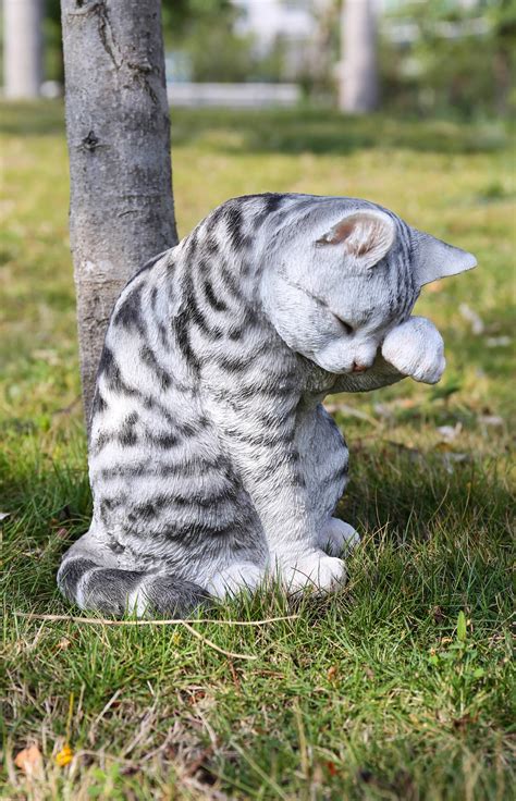 Grey Tabby Cat American Shorthair Washing