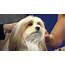 How To Grow And Maintain A Show Coat For Dogs  Dog Grooming Tutorial
