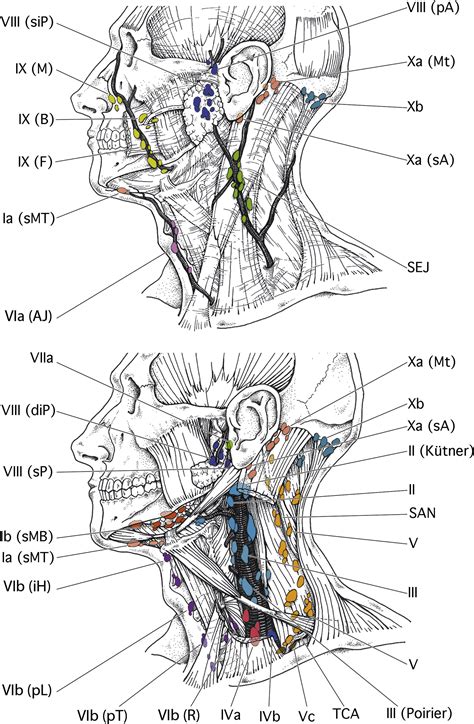 Delineation Of The Neck Node Levels For Head And Neck Tumors A 2013