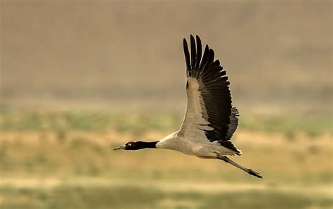 Bird Of The Day Black Necked Crane La Paz Group