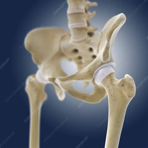 Hip Anatomy Artwork Stock Image C0131429 Science Photo Library