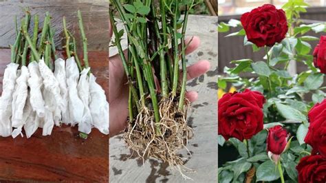 How To Grow Rose From Cuttings Using Toilet Paper Rose Propagation