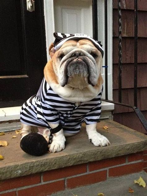 Bulldog costume ideas * typical costume size: 70+ Funny English Bulldog Halloween Costumes | Page 6 of ...