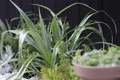 You can choose any plants or trees you'd like and. Modern garden makeover | Growing Spaces