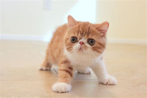 Exotic cats are easy going, somewhat active cats. The facts about the Exotic Shorthair cats and kittens ...