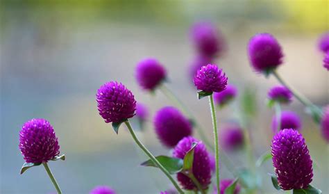 Pink Globe Amaranth Flowers With Blurred Background Hi Res