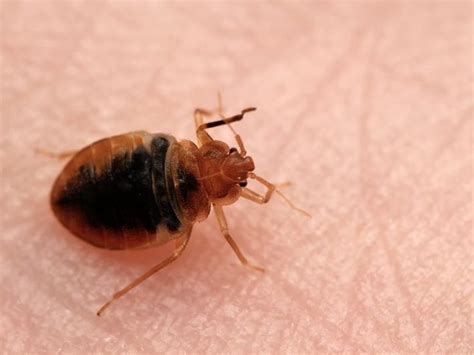 Got Bed Bugs 6 Ohio Cities Among 2021s Worst Hit Cleveland Oh Patch