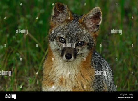Gray Fox Urocyon Cinereoargenteus Eye Contact Portrait Observing