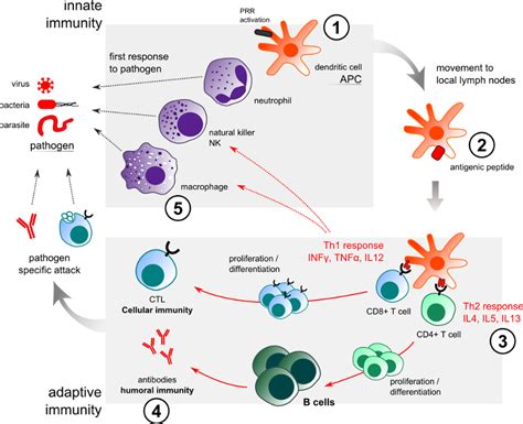 Explained This Is How Your Body Develops Immunity Aga