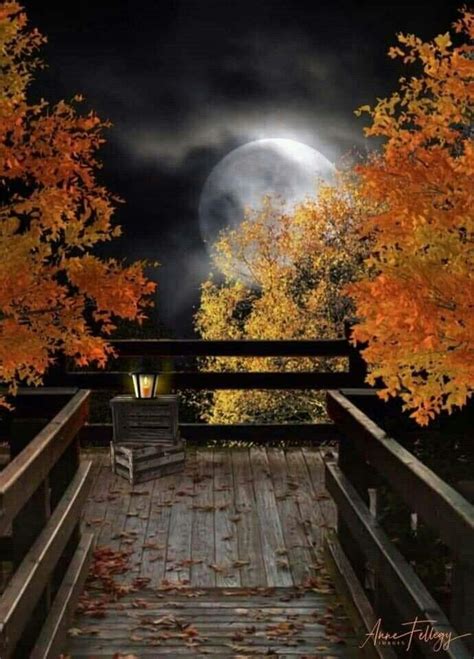 Autumn Night Moonlight Photography Fall Pictures Autumn Scenery