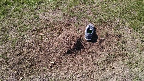 How do you encourage centipedes to spread? Lawn Care help needed - aroundtheyard.com Forums